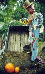 "Scarecrows and pumpkins in the orchard"