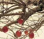 "A few apples left on the tree in winter"