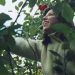 Climbing a tree to pick apples