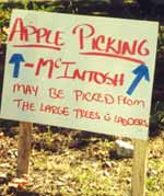 "Apples may be picked from the large trees & ladders"