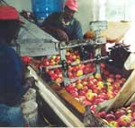 Washing apples at Honey-Pot Hill